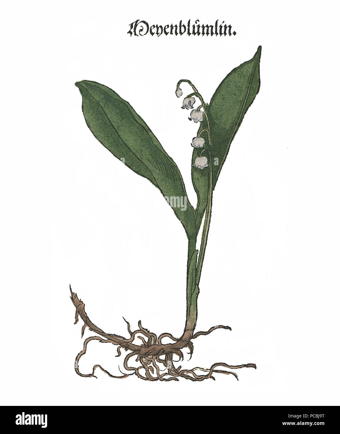 6 Brunfels Meyenblume Stockfoto