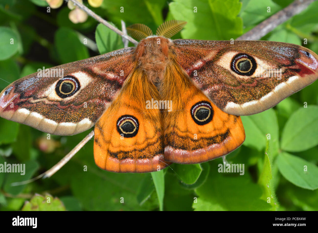 Emperor's Nacht Schmetterling, Kaiser Motte, Saturnia pavonia, kleine Kaiser Motte Stockfoto