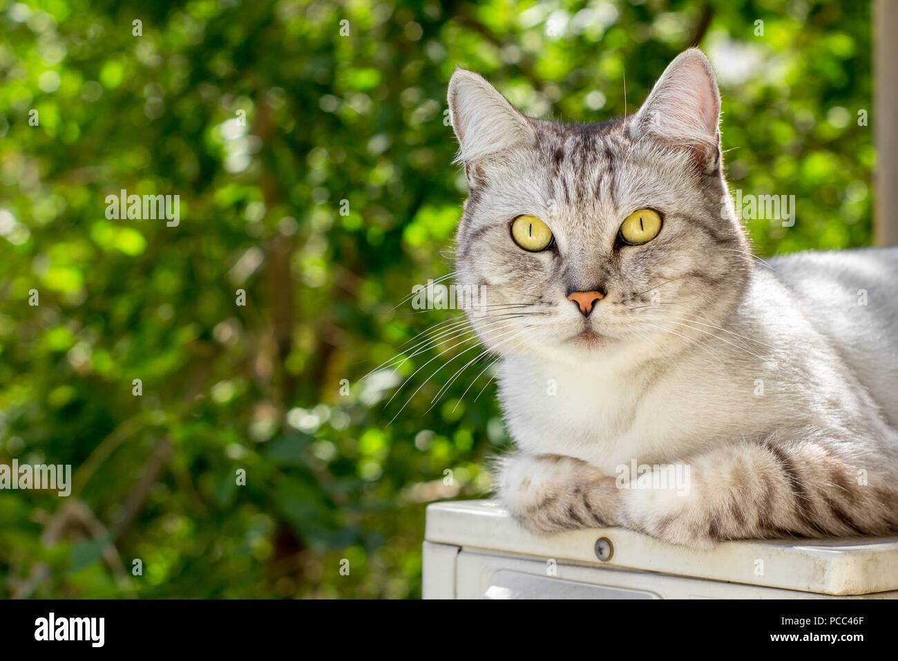 Portrait von graue Katze liegend auf grünen Garten verschwommenen Hintergrund Stockfoto