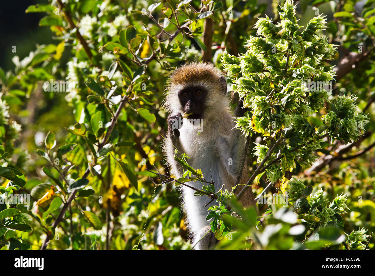 Eine unreife grüne Meerkatzen Affe frisst den Nektar reiche Blüten der anisotes Büsche, die an den Ufern des Ruaha River. Stockfoto