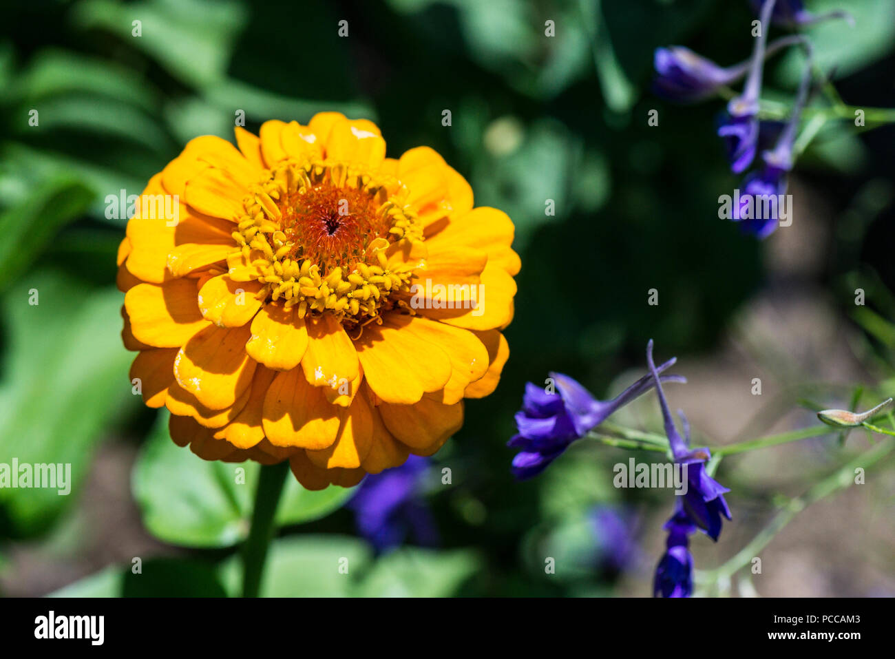 Gelbe zinnia Riese Dahlie Blume Stockfoto