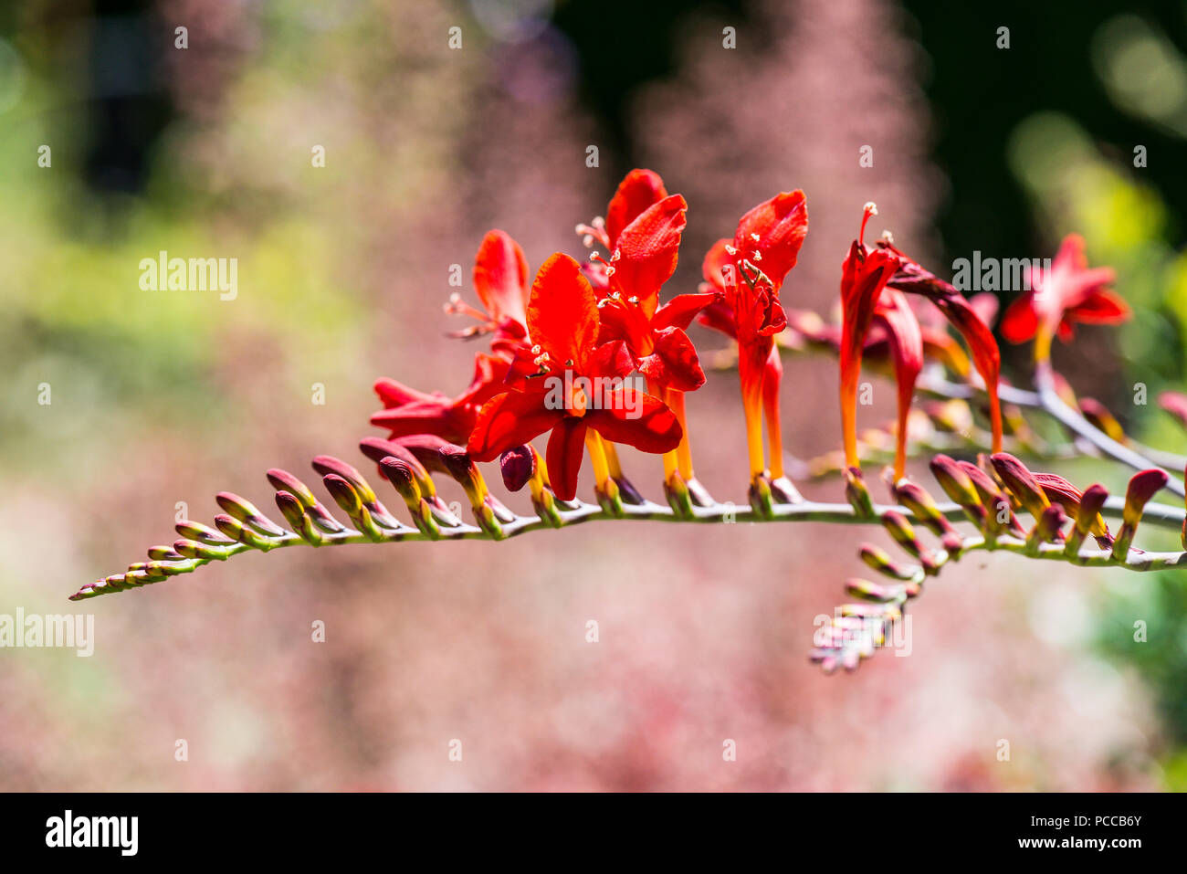 Eine Nahaufnahme eines Crocosmia 'Lucifer' in Blume Stockfoto