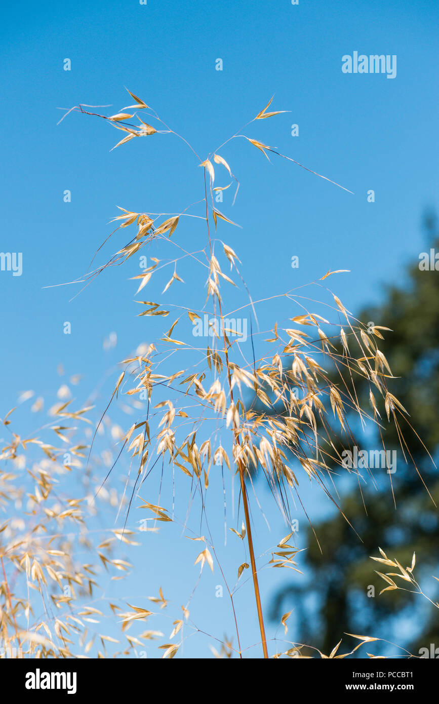 Die Blüten von goldenem Hafer (Celtica gigantea) Stockfoto