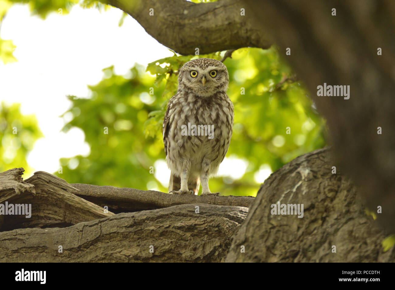 Steinkauz (Athene noctua) in einer Eiche, England, UK. Stockfoto