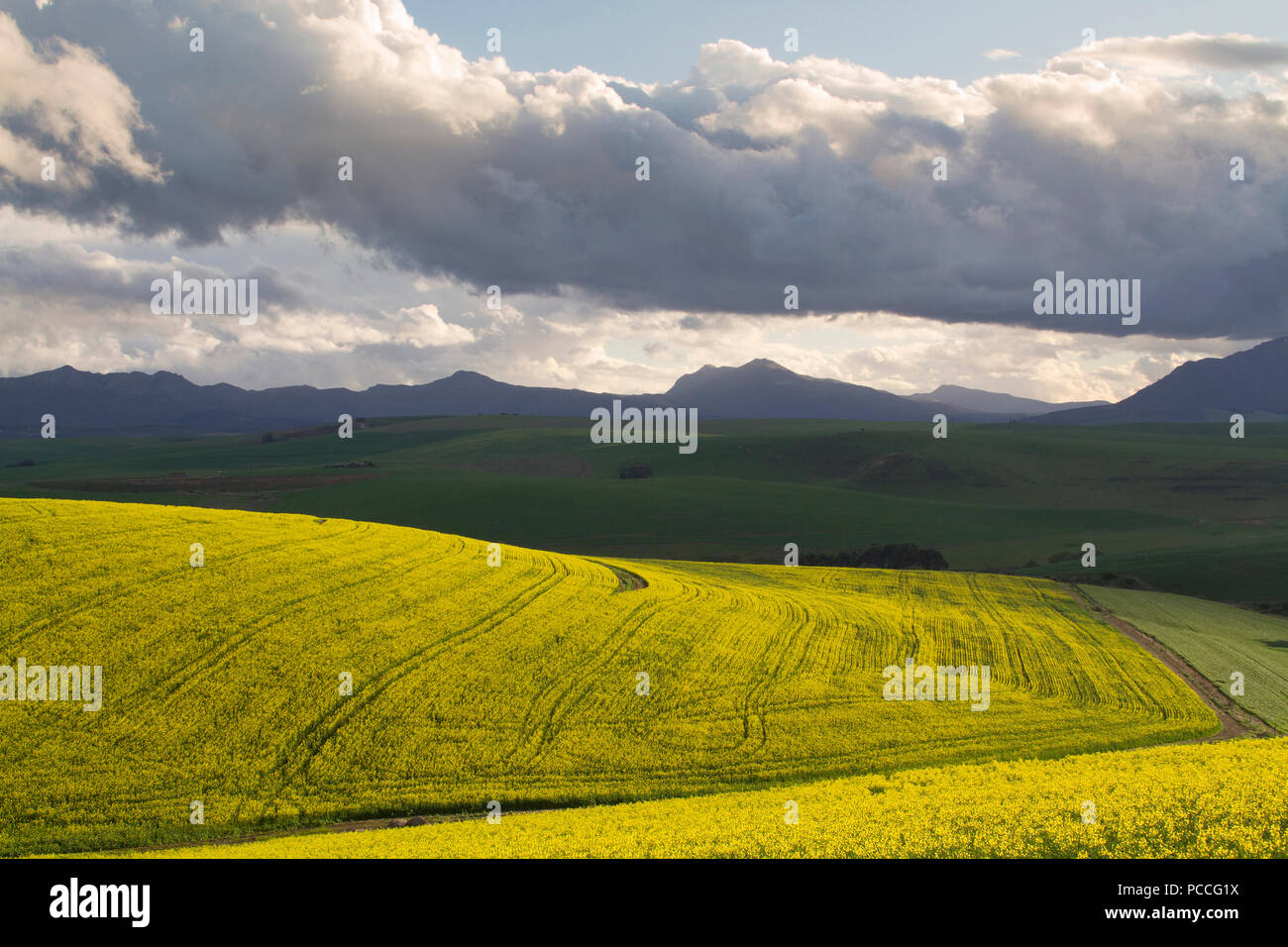 Canola Felder Landschaft Stockfoto