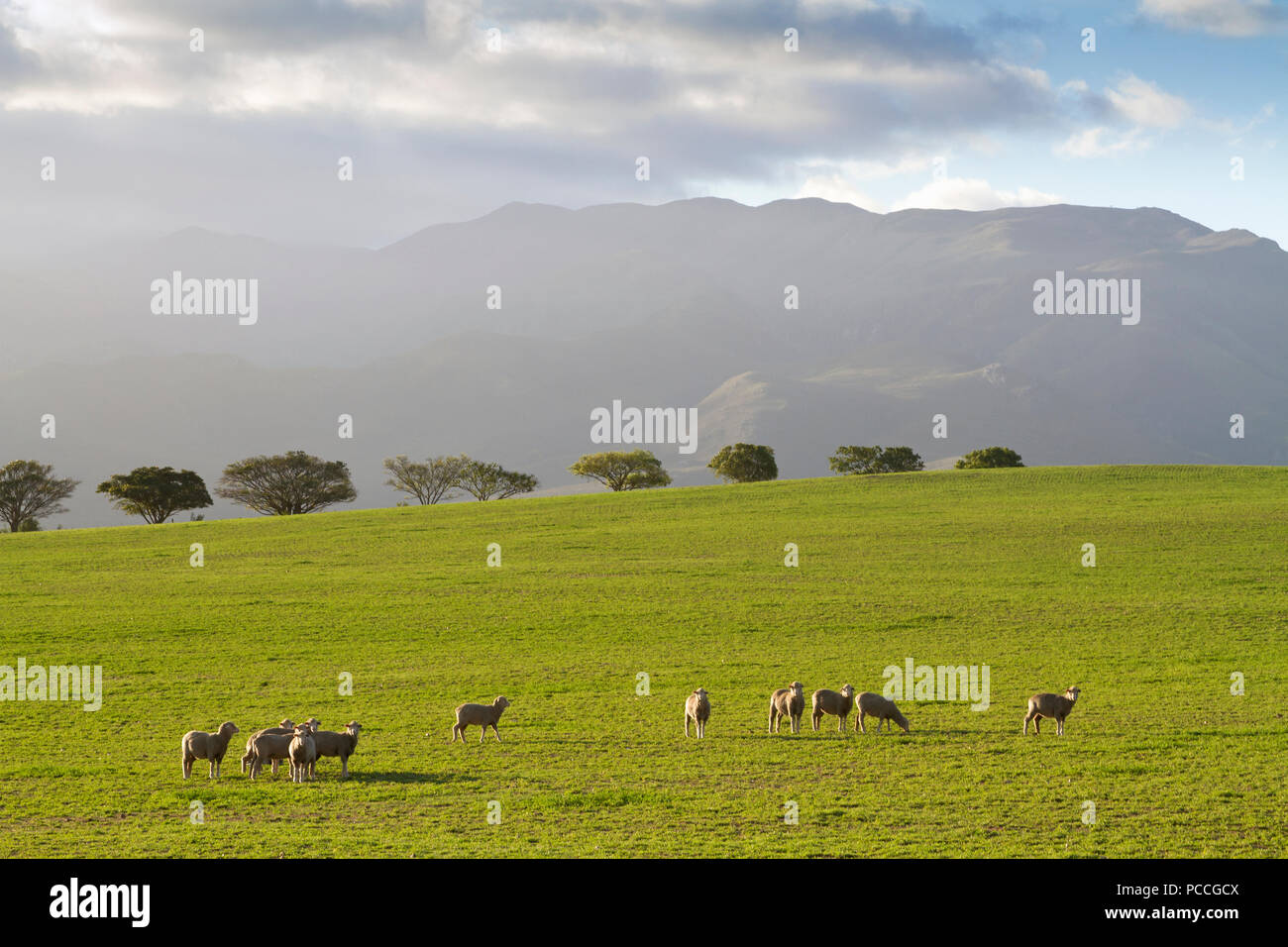 Weidende Schafe mit nebligen Berge Stockfoto