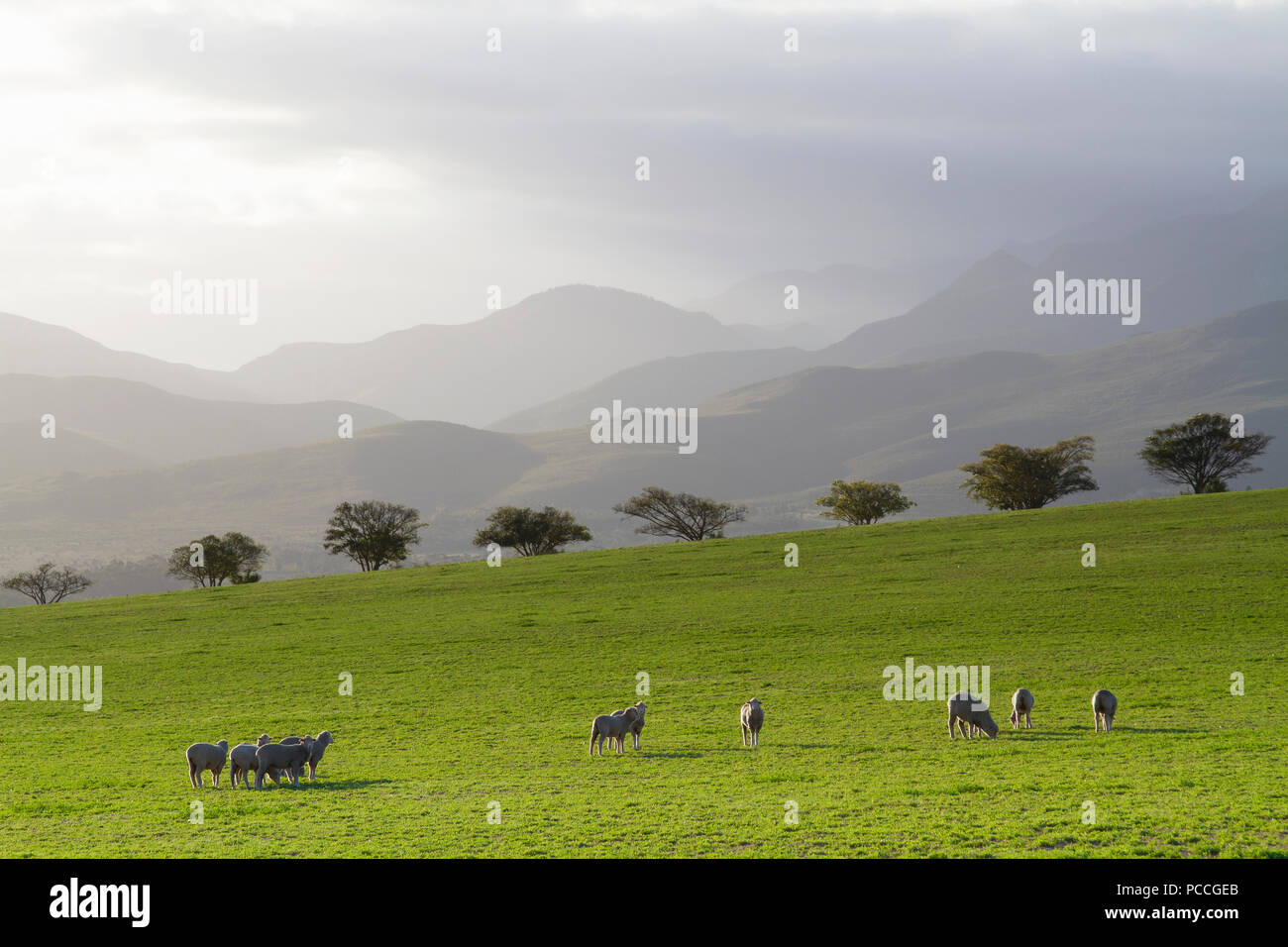 Weidende Schafe in der Overberg Stockfoto