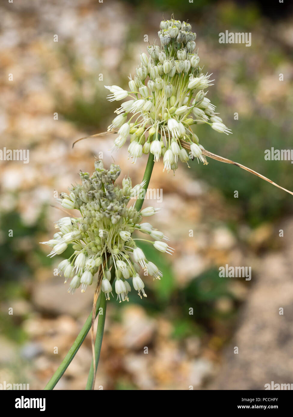Weiß, Ende Sommer Blumen der Hardy Zierpflanzen Zwiebel, Allium carinatum ssp. Pulchellum f. album Stockfoto