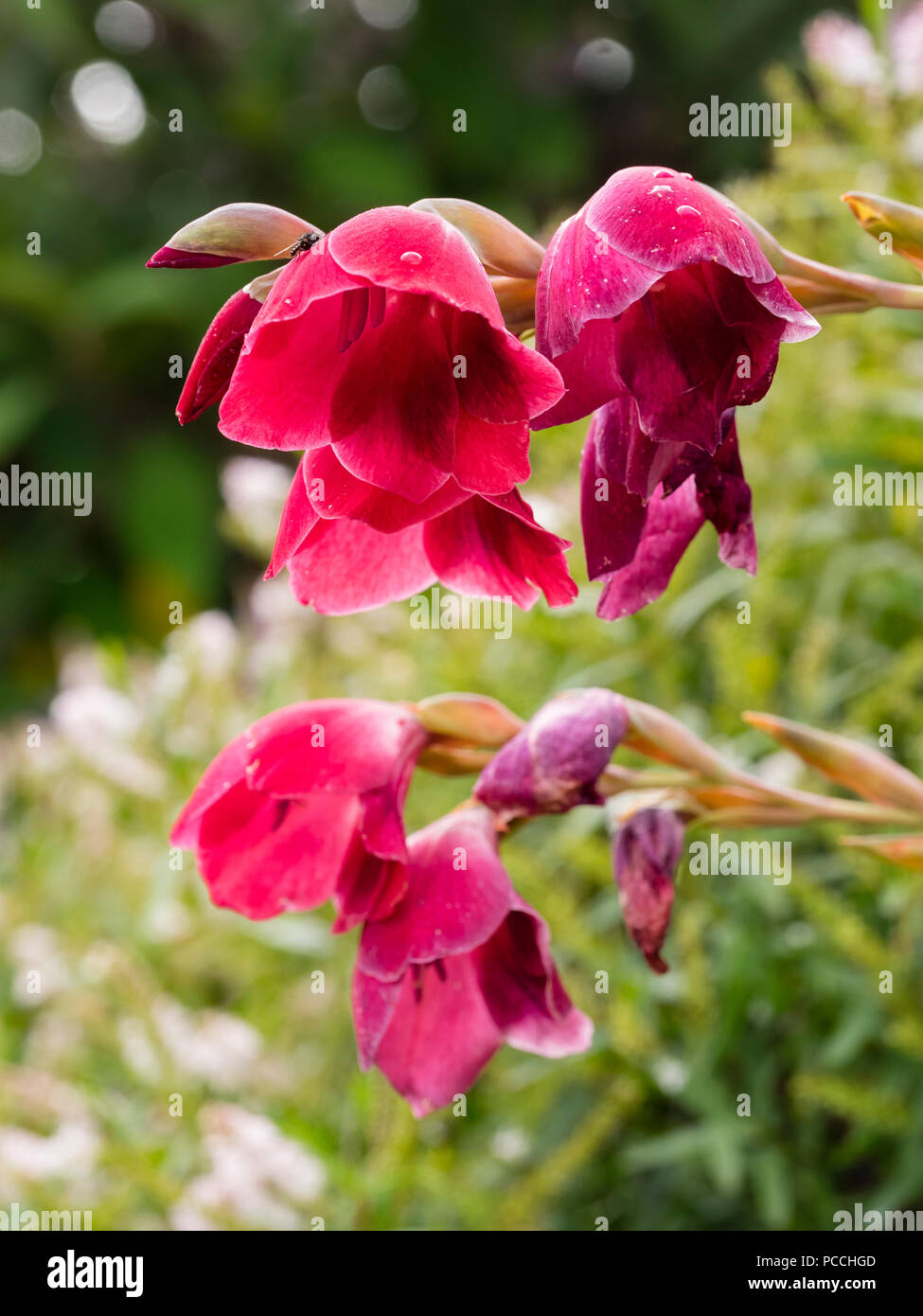 Bogenschiessen Blumenstengel und rote Glocke Blumen der Südafrikanischen Knolle, Gladiolus Papilio 'Ruby' Stockfoto