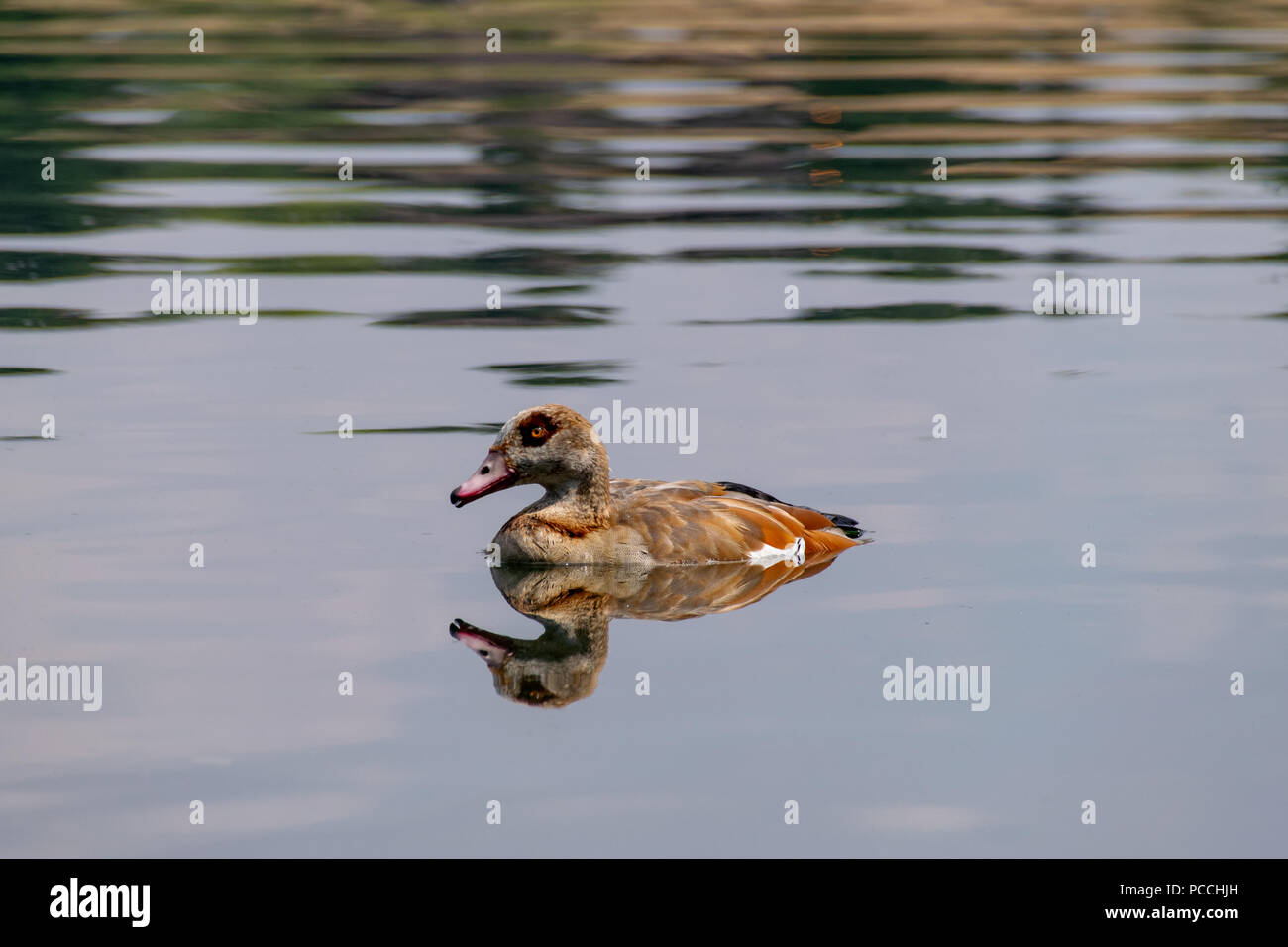 Nilgans und Reflexion schwimmen in einem See im Sommer ruhig noch Stockfoto
