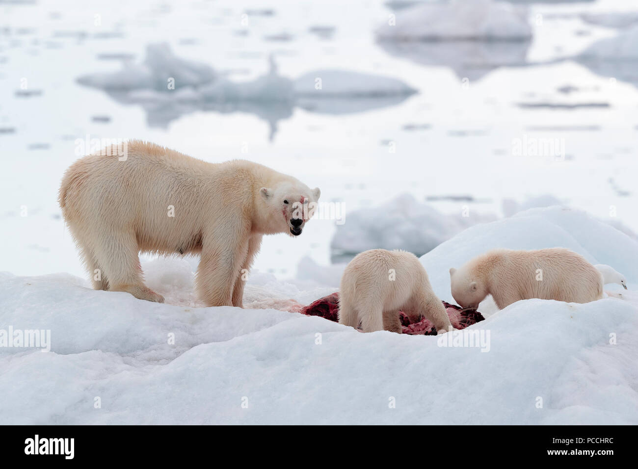 Eisbären auf Spitzbergen Stockfoto