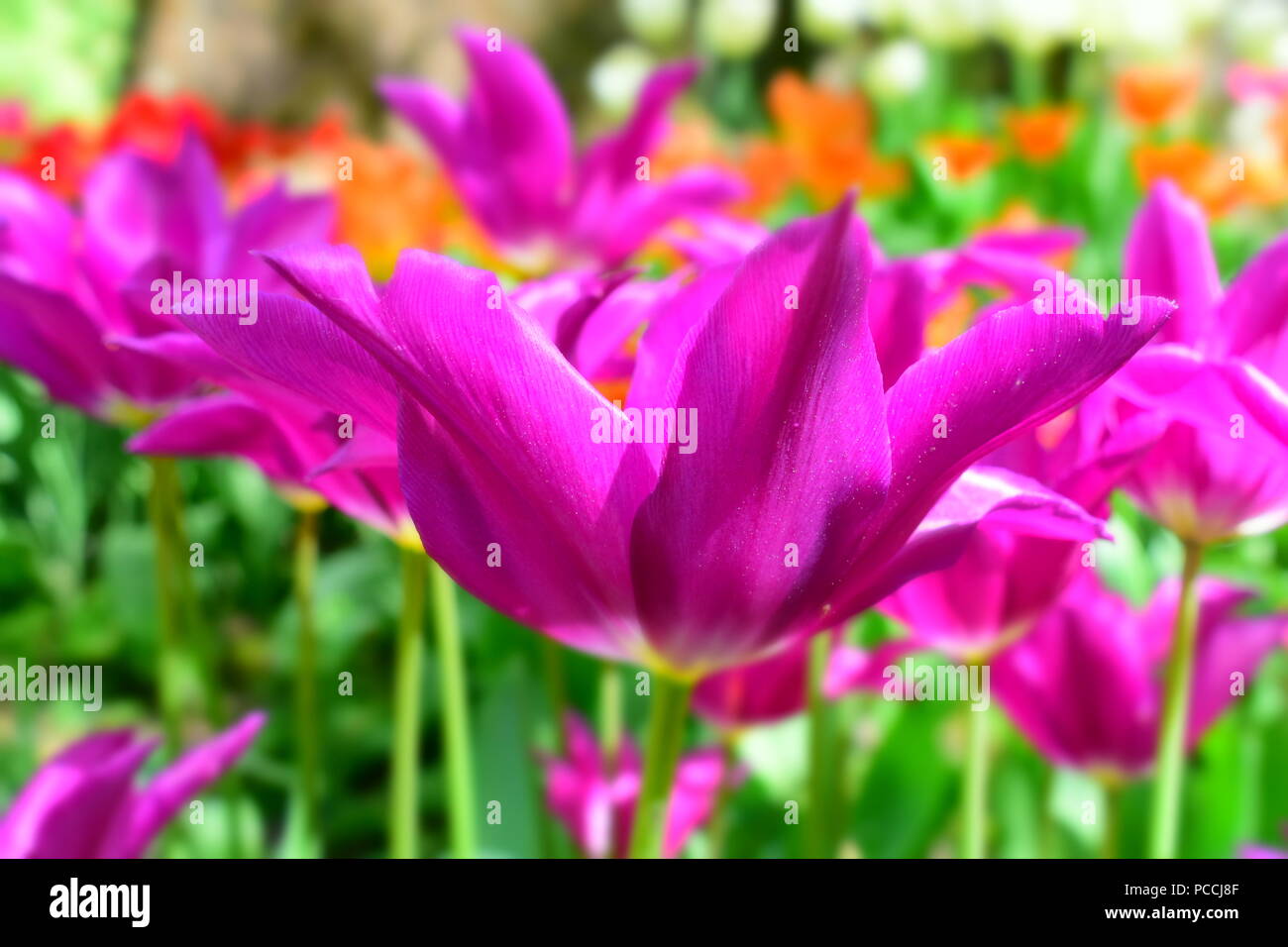 Tulpen (Tulipa) bilden eine Gattung der Frühling blühende Mehrjährige krautige bulbiferous Geophyten. Die Blüten sind in der Regel große, auffällige und in kräftigen Farben gehalten. Stockfoto