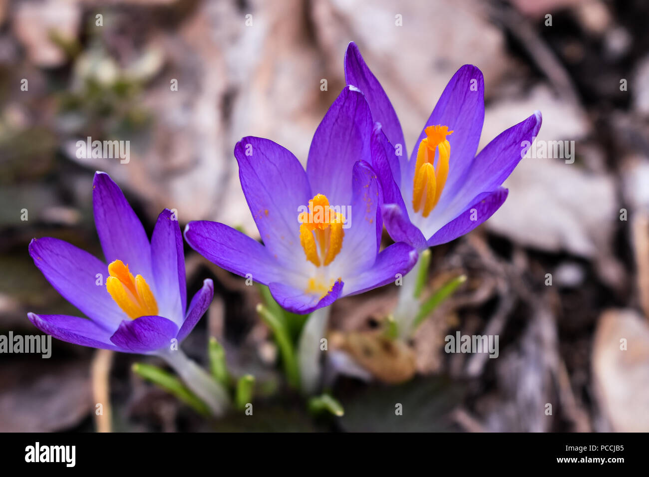 Crocus ist eine Gattung von Blütenpflanzen in der iris Familie bestehend aus 90 Arten von Stauden wachsen aus Knollen. Stockfoto
