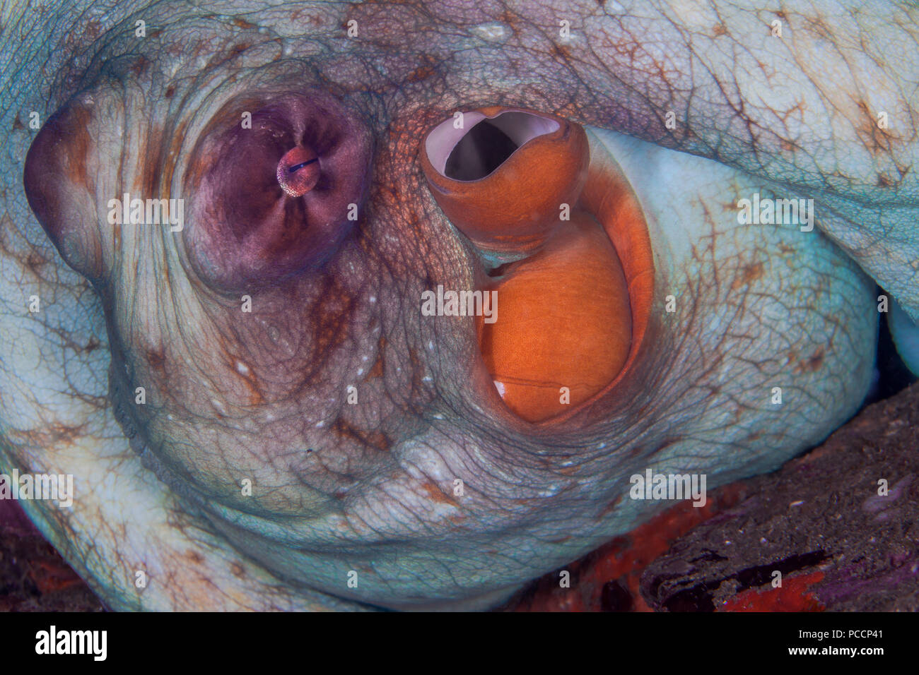 Große Octopus in seiner Höhle nur Augen und Siphon. Lembeh Straits, Indonesien. Stockfoto