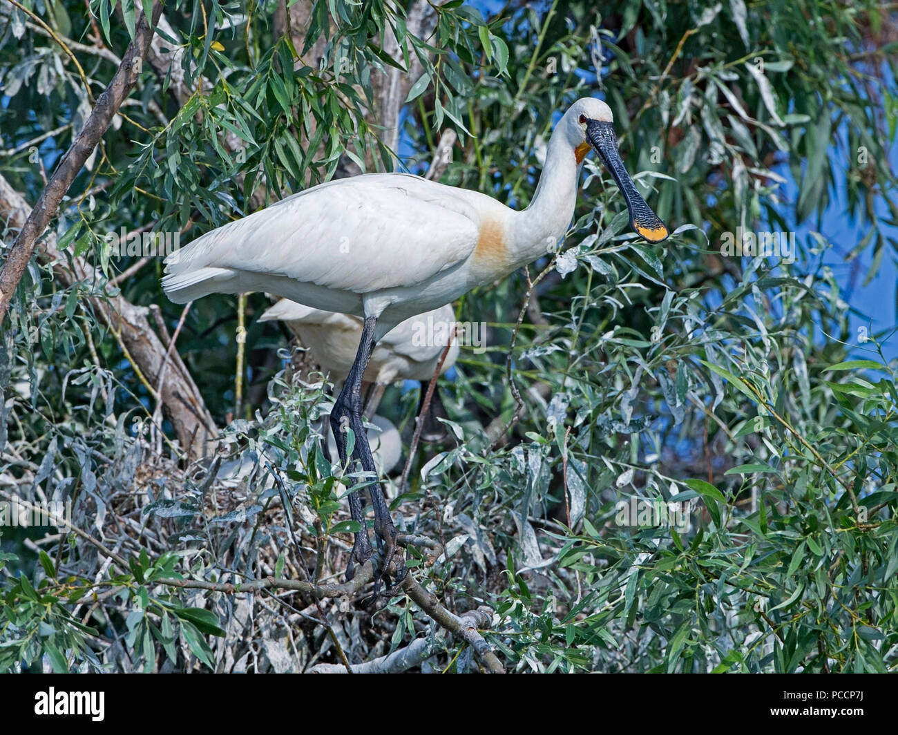 Europäische löffler stehen Nest Stockfoto