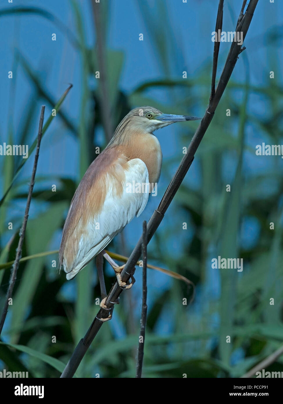 Squacco Heron in der Zucht Gefieder gehockt Stockfoto
