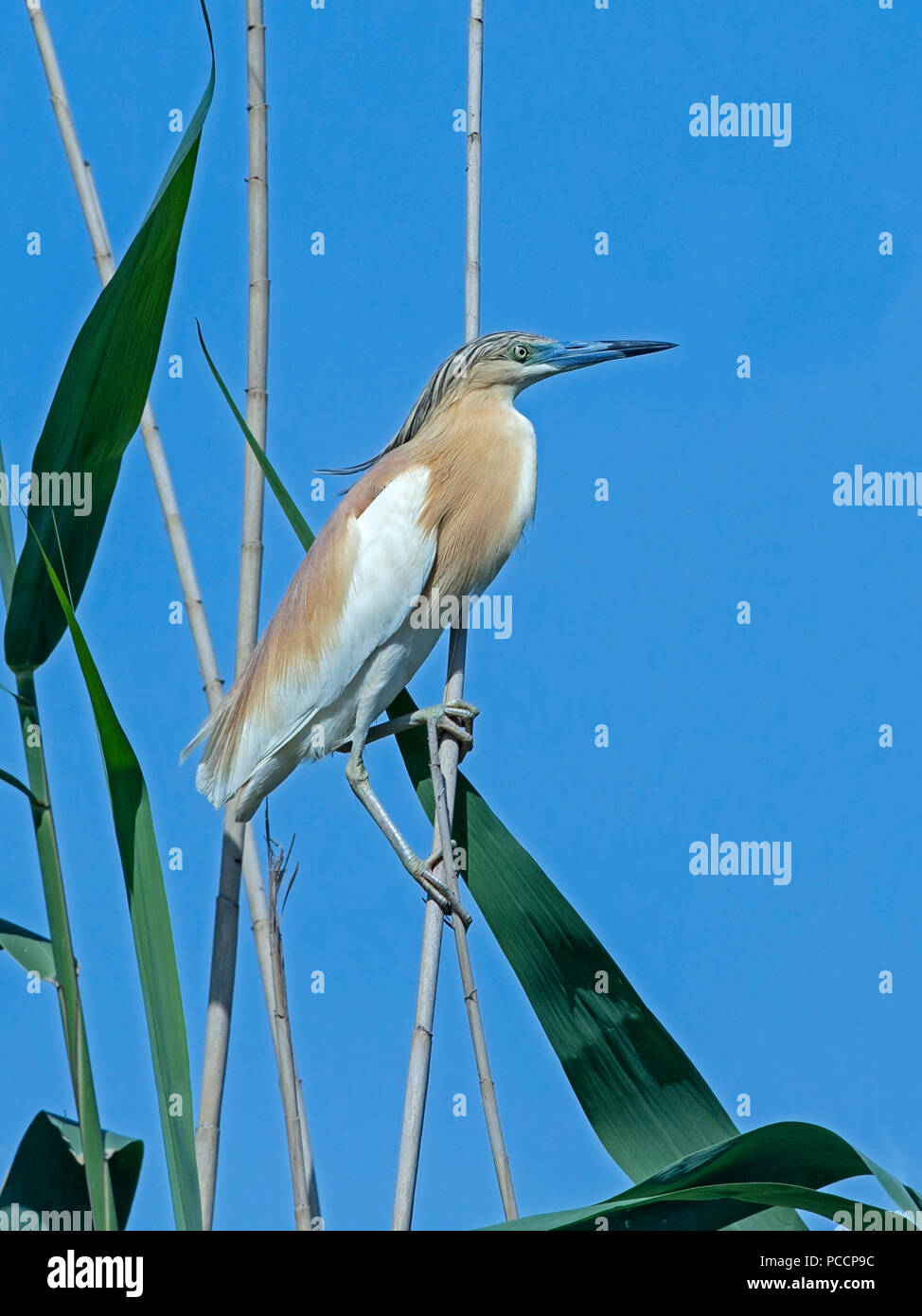 Squacco Heron in der Zucht Gefieder gehockt Stockfoto
