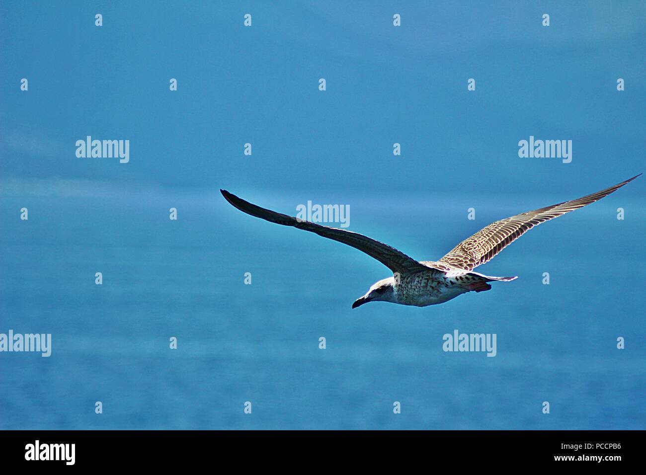 Eine Nahaufnahme einer Silbermöwe fliegen über das Mittelmeer und über die Fähre von Keramoti nach Thassos, warten auf das Essen von Fluggästen Stockfoto