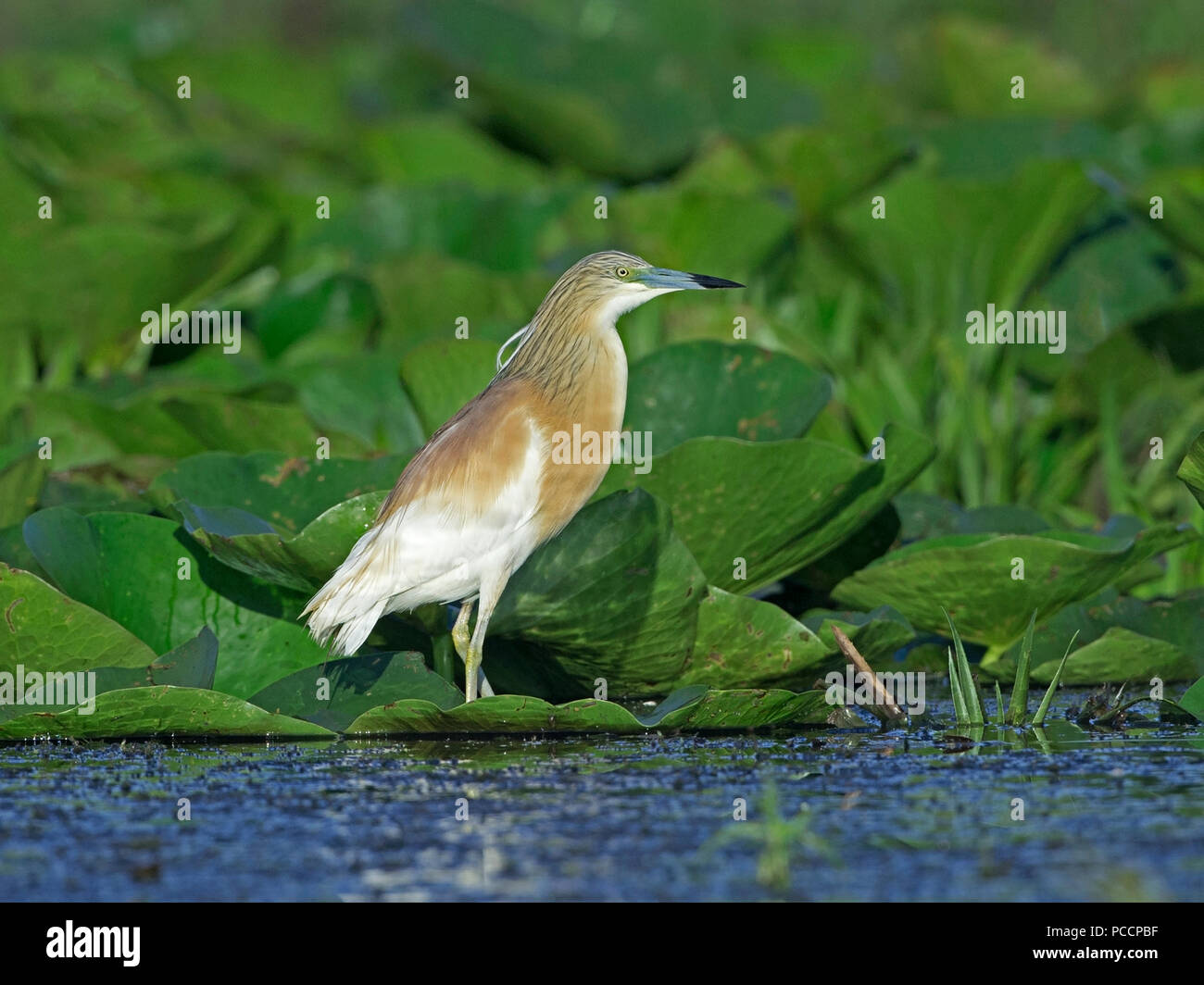 Squacco Heron in der Zucht Gefieder am Wasser Stockfoto