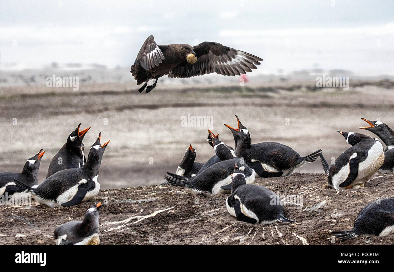 Skua stehlen ein Ei von Gentoo Penguins in den Falklandinseln Stockfoto