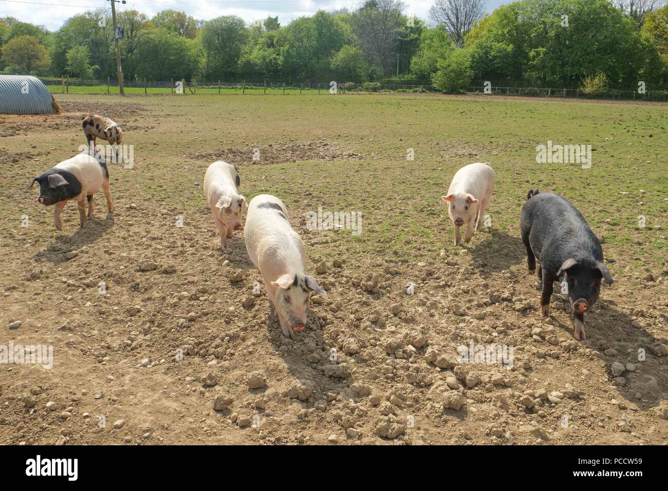 Schweine in einem trockenen, staubigen Feld Stockfoto