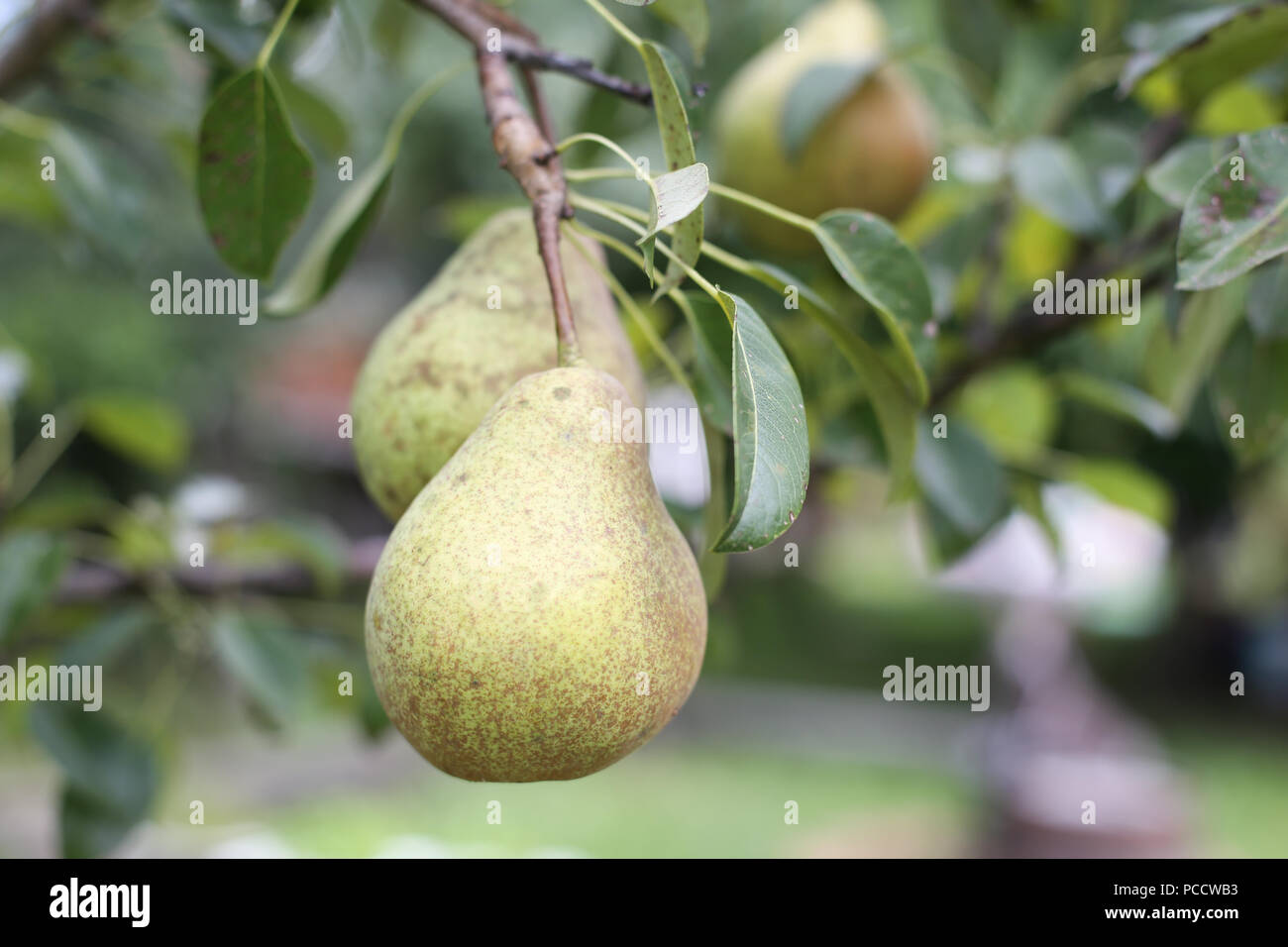 Details of pear fruits in the tree Stockfoto