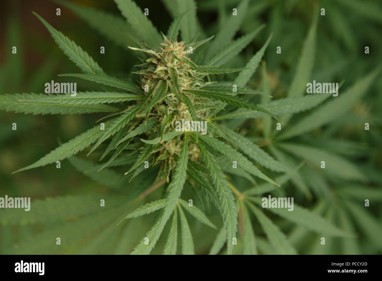 Eine Grosse Grune Blute Knospe Auf Einem Marihuana Pflanze Marihuana Pflanze In Blute Wachst Outdoor Stockfotografie Alamy