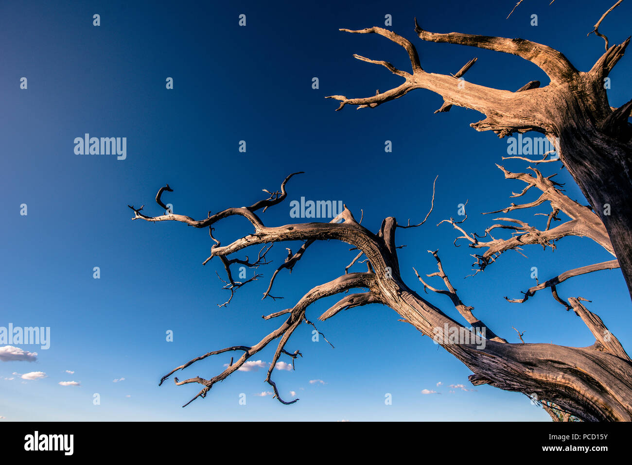 Toter Baum in der Wüste. Konzept Bild der globalen Erwärmung. Trocken und ohne Regen. Stockfoto