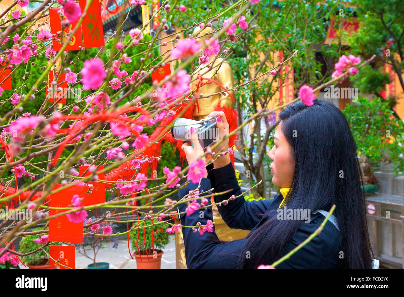 Cherry Blossom Bäume mit Lai Siehe rote Umschläge, die für das chinesische Neujahr, Hongkong, China, Asien Stockfoto