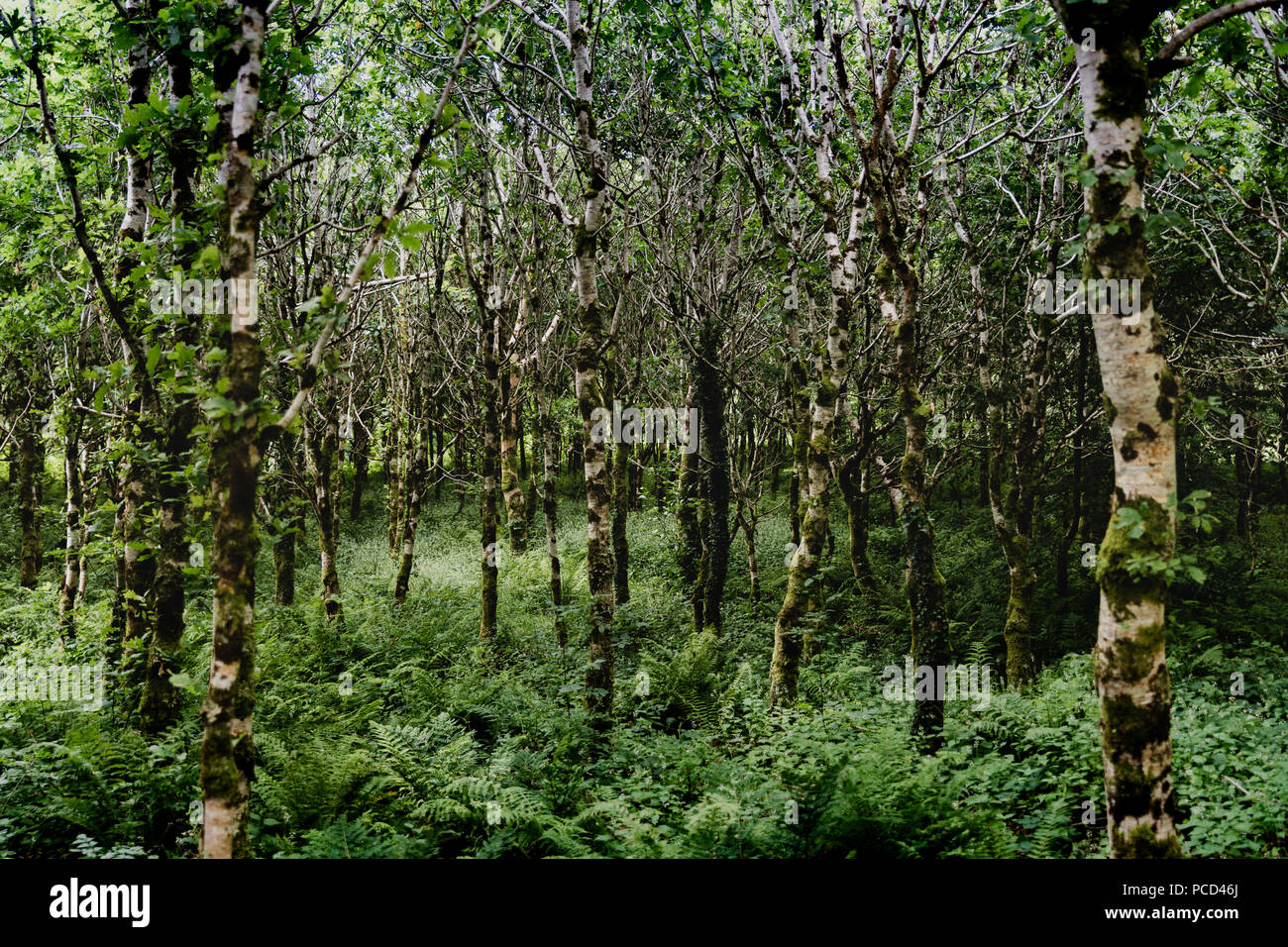 Forrest in Irland Stockfoto