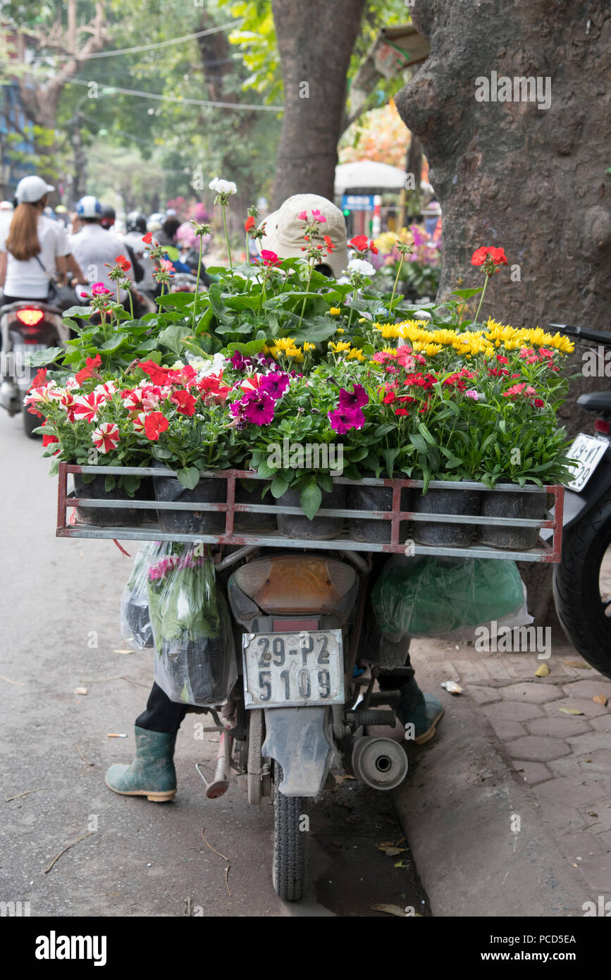 Töpfe mit Petunien und Geranien auf dem Rücken eines Motorrades in Hoang Hoa Tham Street, Hanoi, Vietnam, Indochina, Südostasien, Asien Stockfoto