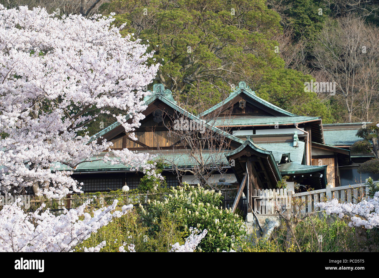Kirschblüte an Kitano Tenman Schrein, Kobe, Kansai, Japan, Asien Stockfoto