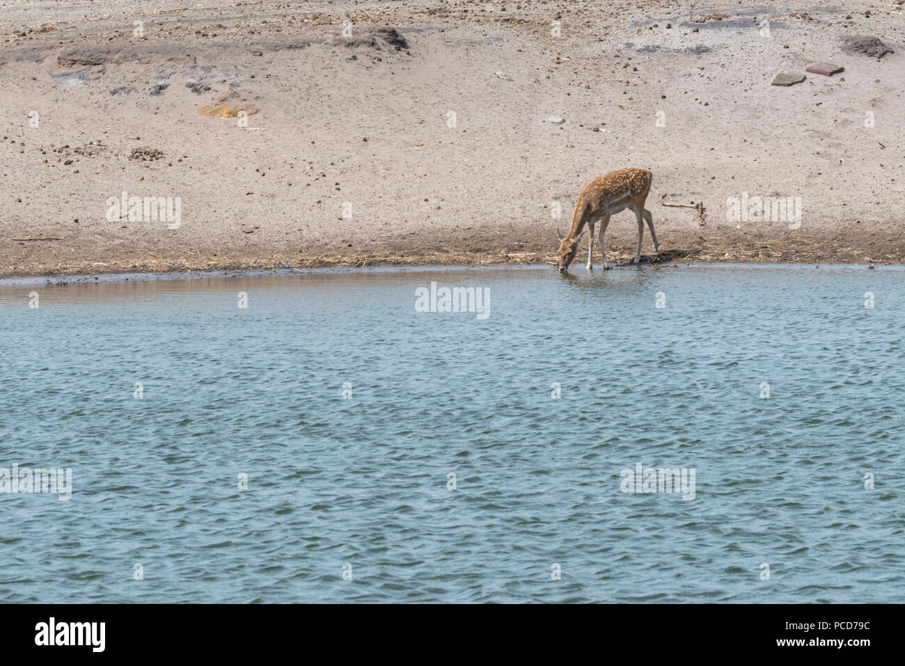 Die Mesopotamische Damhirsch Trinkwasser im heißen Sommer Abend Stockfoto