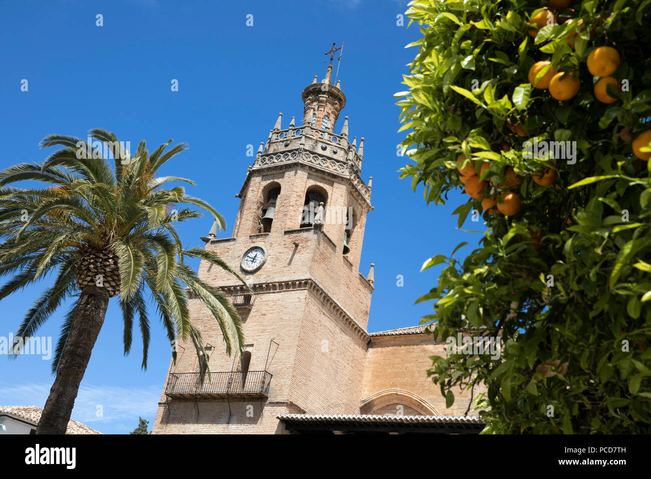 Palm Tree und Turm der Iglesia de Santa Maria la Mayor, Ronda, Andalusien, Spanien, Europa Stockfoto