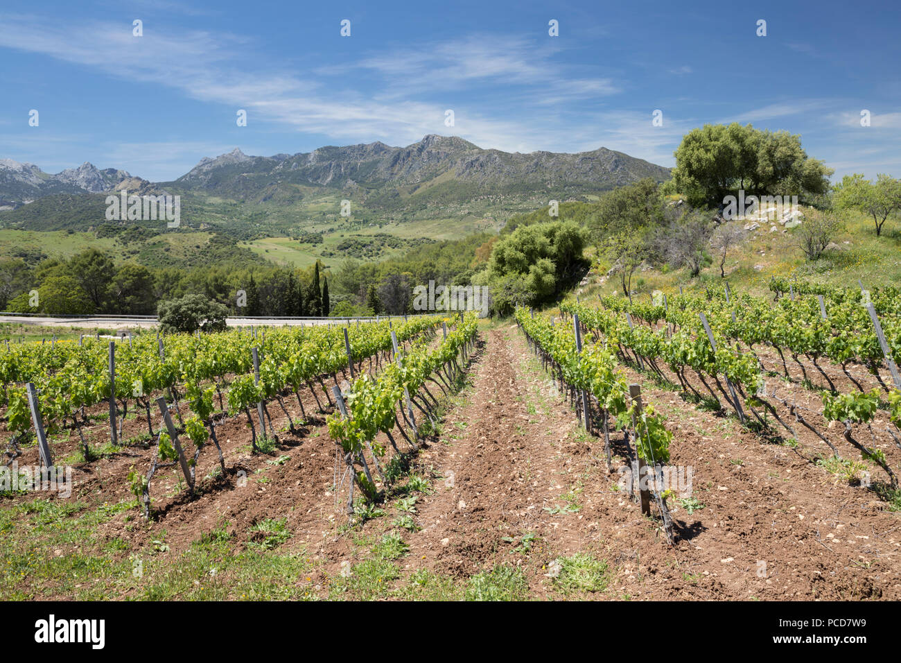 Weinberg unter Berge der Sierra de Grazalema Naturpark, Zahara de la Sierra, Provinz Cadiz, Andalusien, Spanien, Europa Stockfoto