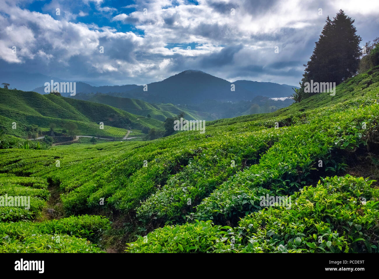 Teeplantagen in den Cameron Highlands, Pahang, Malaysia Stockfoto