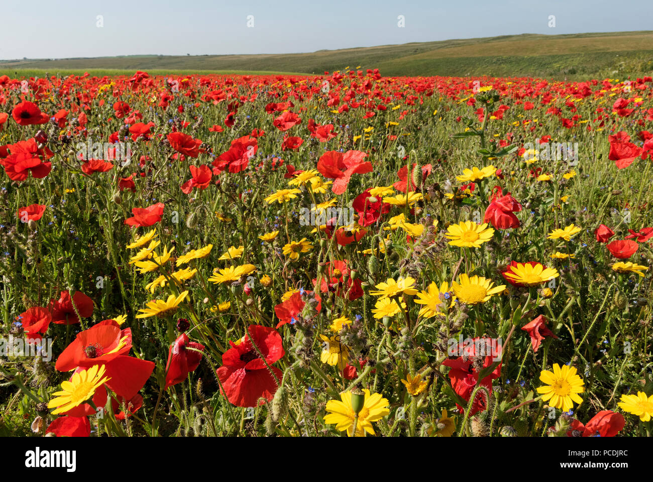 Wildflower Meadow an der West pentire in Cornwall, England, Großbritannien, Großbritannien. Stockfoto