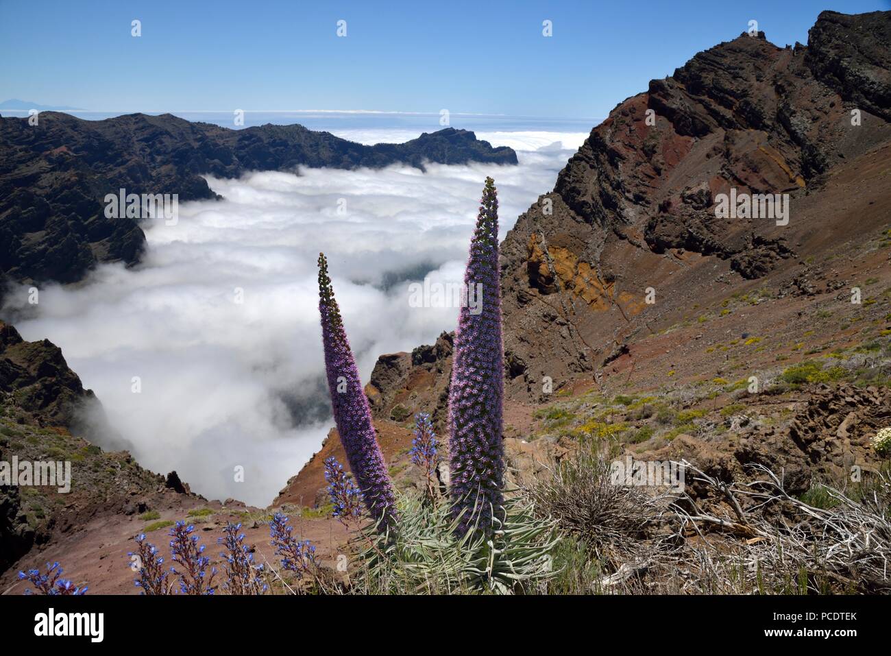 Echium wildpretii am Rand der Caldera de Taburiente, La Palma, Kanarische Inseln, Spanien Stockfoto