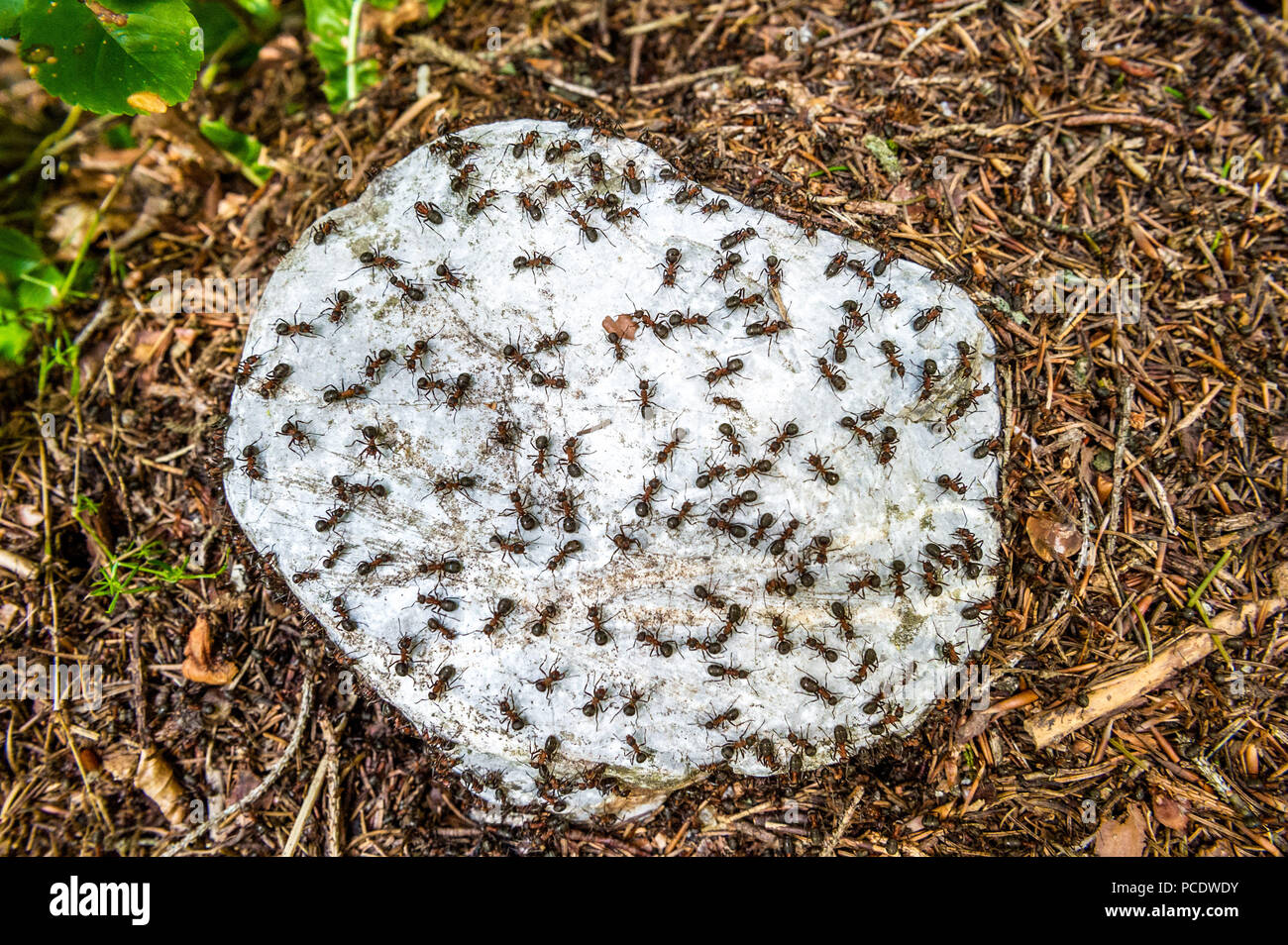 Rote Waldameisen auf einem Kalk Stein Fels ruht auf ihrem Nest. Stockfoto