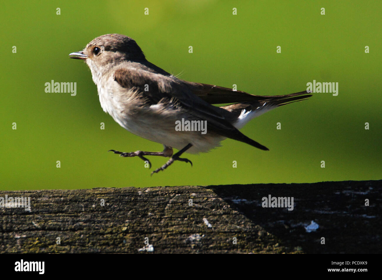 Gefleckte Schopftyrann in Vertical take off Modus! Stockfoto