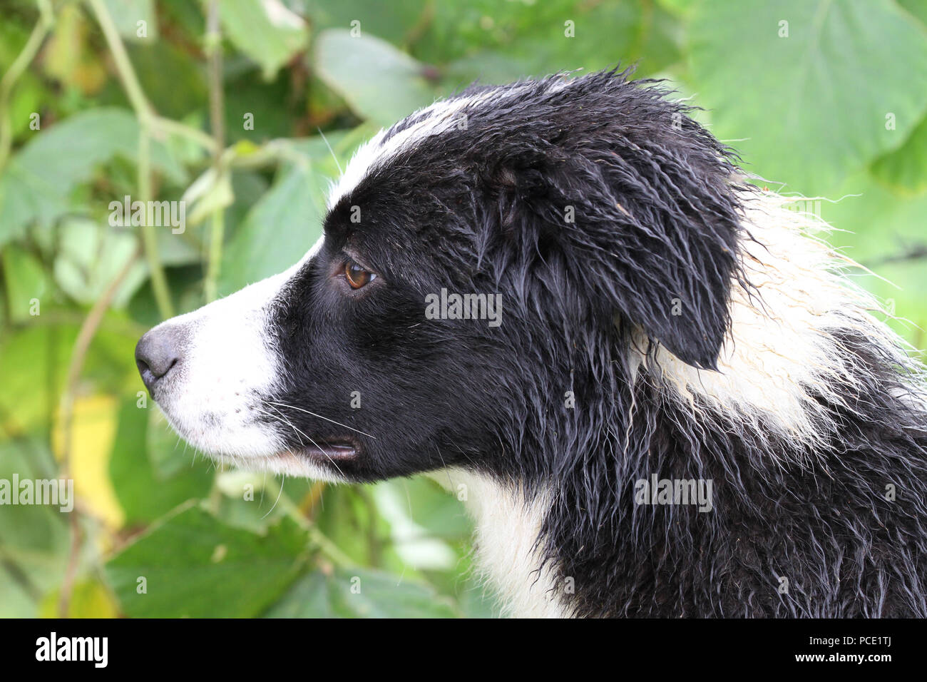 Profil einer jungen Border Collie Hund alle nass nach dem Arbeiten mit einer Herde Schafe unter dem Regen Stockfoto