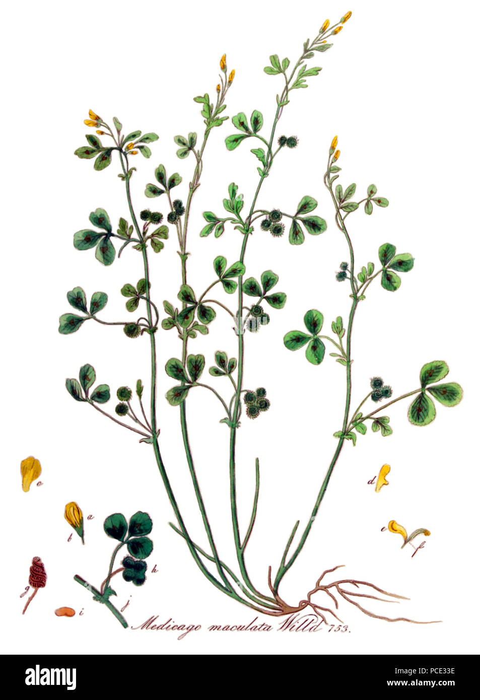 410 Medicago Arabica - Flora Batava (1849) (sauber) Stockfoto