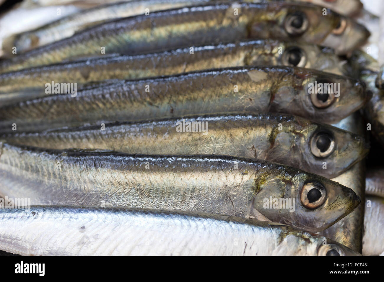Sardine Fische in einer Reihe Stockfoto