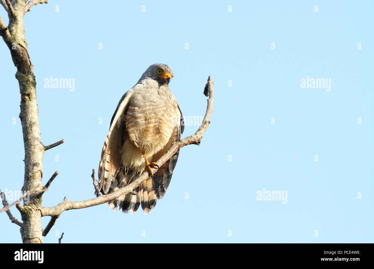 Am Straßenrand Hawk (Rupornis magnirostris) auf einem Ast, am Morgen die Sonne gehockt Stockfoto