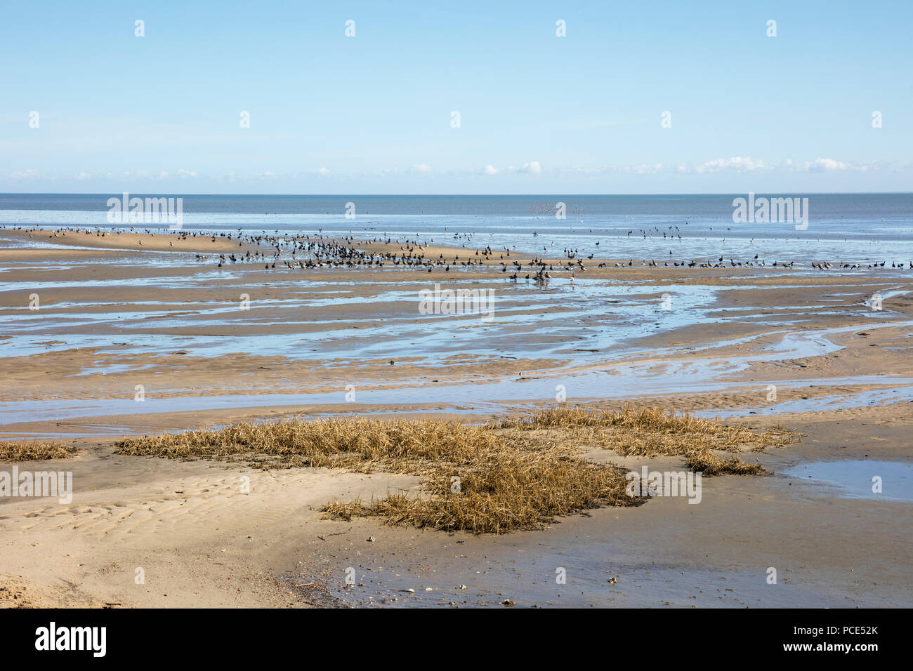 Nationalpark Wattenmeer Sylt Nordfriesische Inseln Nordfriesland Schleswig Holstein Deutschland Europa Stockfotografie Alamy