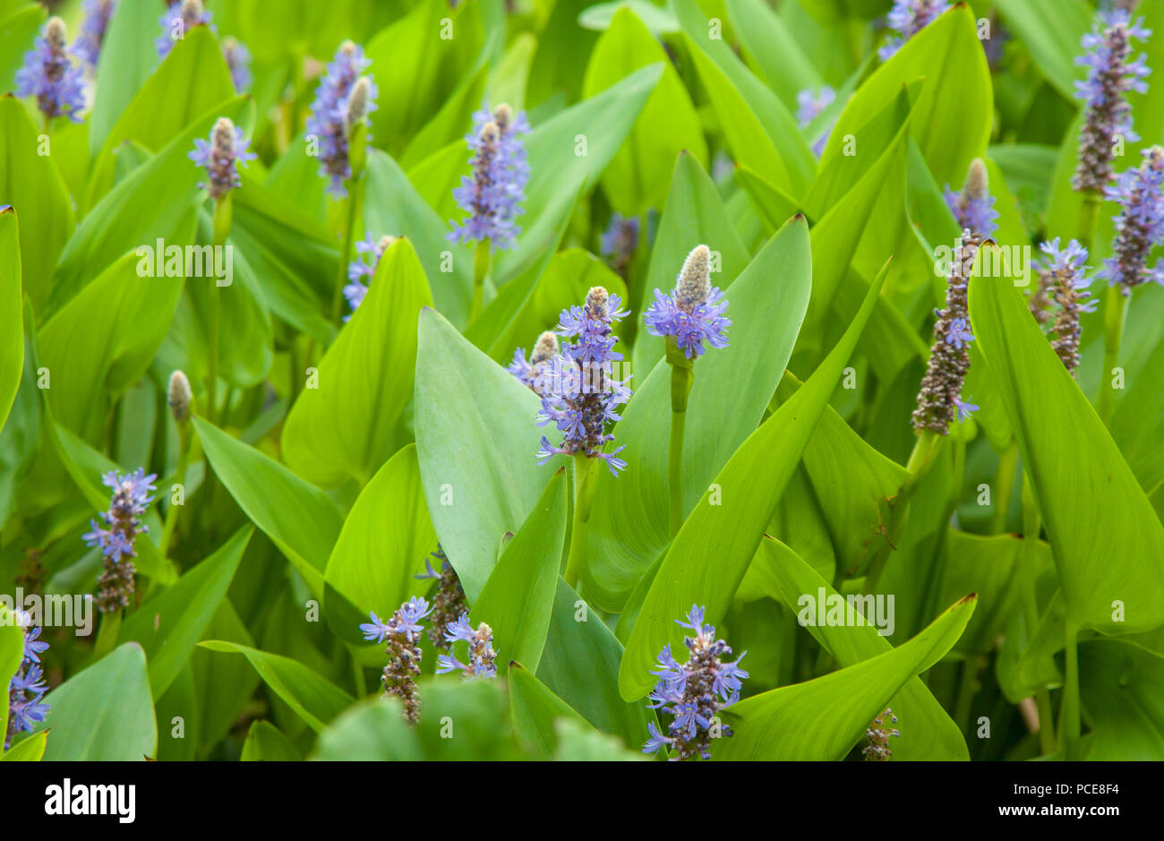 Natürliche floral background von lila Blüte pickerel Unkraut Stockfoto