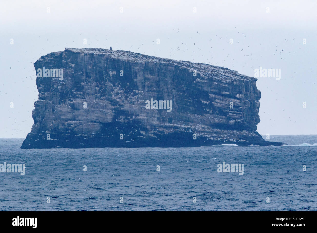 Eldey Island, Island, hime der letzten Zucht Riesenalk Stockfoto