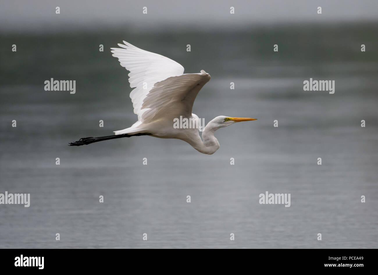 Ein Silberreiher, Ardea alba, fliegen tief über einem See, Jagd für im Wasser lebende Beute. Stockfoto