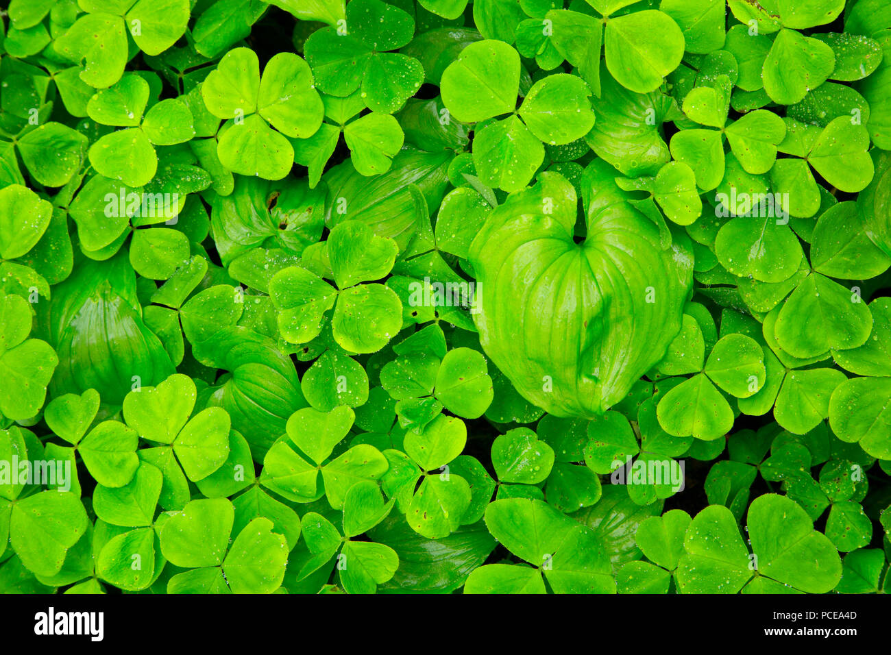 Wild Lily Of The Valley (Maianthemum Canadensis) mit Oxalis entlang Mücke Creek Trail, Clatsop State Forest, Oregon Stockfoto