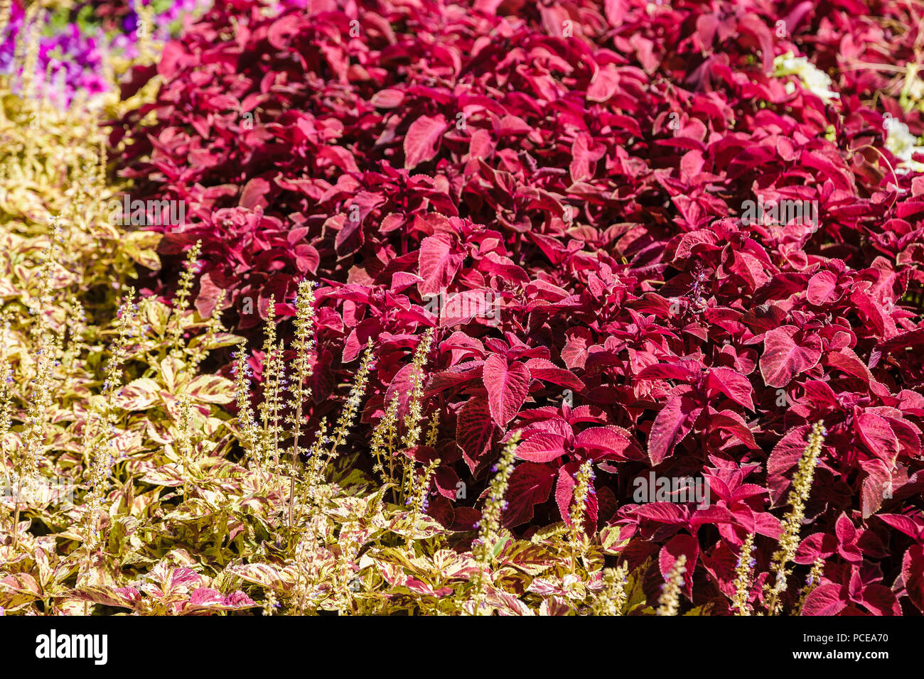 Ein Blumenbeet mit bunten Blumen. Stockfoto